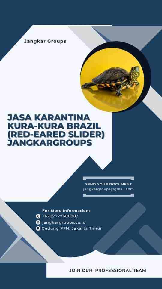 Jasa Karantina Kura-Kura Brazil (Red-Eared Slider) Jangkargroups