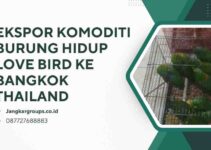 Ekspor Komoditi Burung Hidup Love Bird Ke Bangkok Thailand