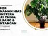 Impor Tanaman Hias Monstera dari China Peluang & Tantangan