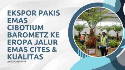 Ekspor Pakis emas Cibotium Barometz ke Eropa Jalur Emas CITES & Kualitas