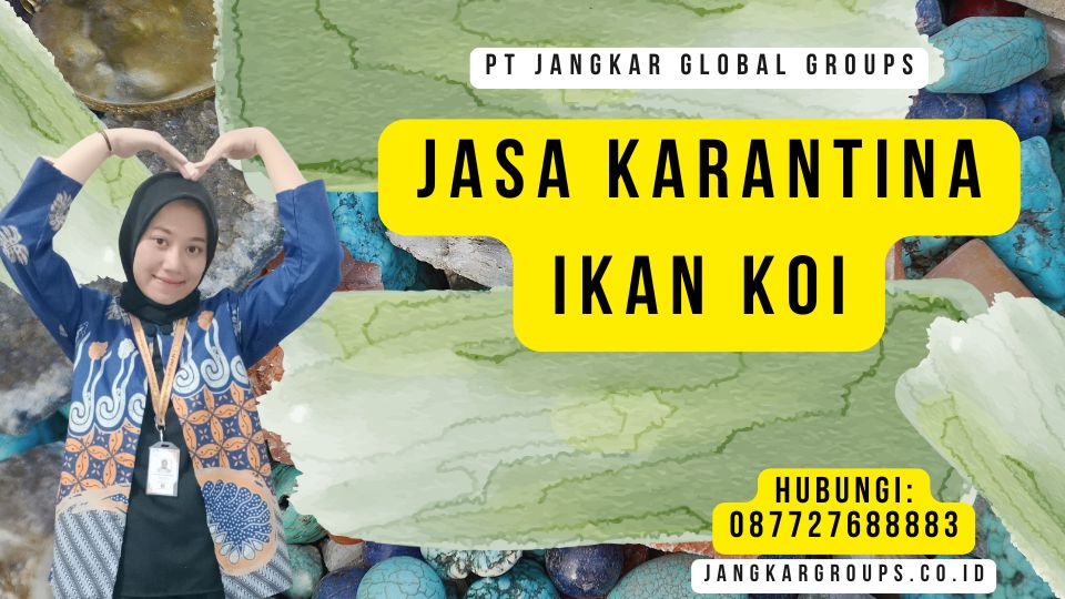 Jasa Karantina Ikan Koi